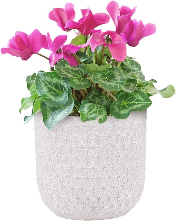 Inspirella Timeless Plant Pots 5.3” Succulents and Flowers