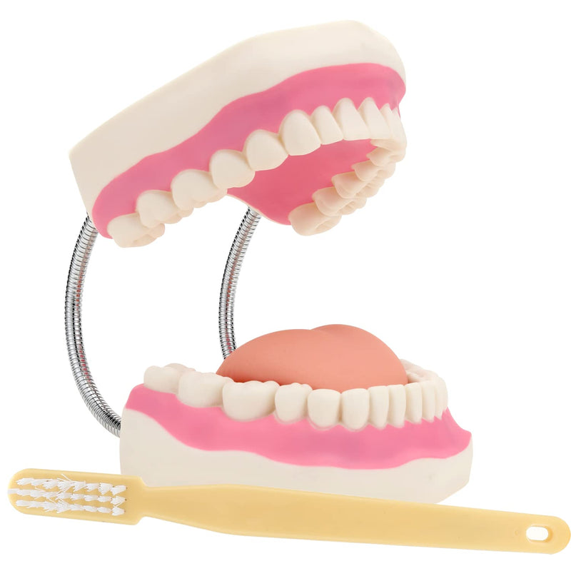 Giant Teeth Dental Demonstration Model 6x Enlarged With Toothbrush Teaching Aid