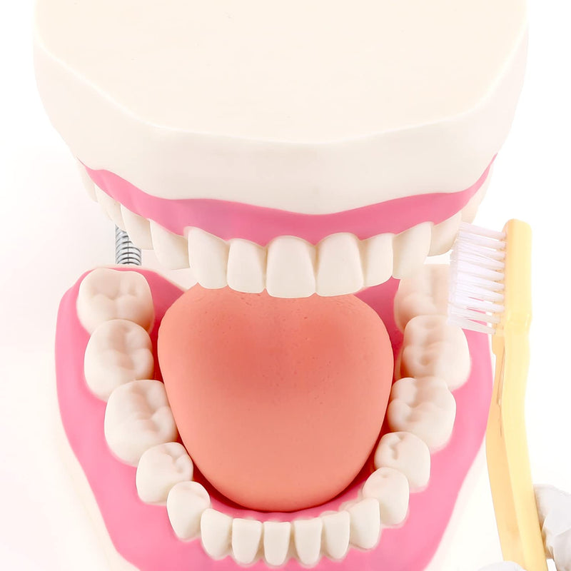 Giant Teeth Dental Demonstration Model 6x Enlarged With Toothbrush Teaching Aid