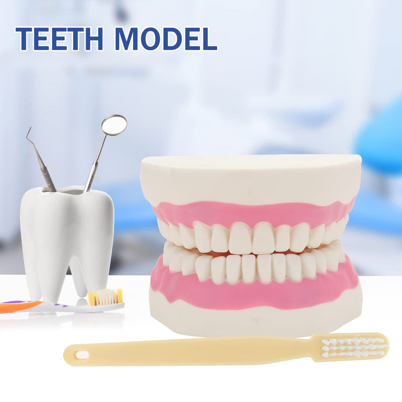 Giant Teeth Dental Demonstration Model 6x Enlarged With Toothbrush Teaching Aid