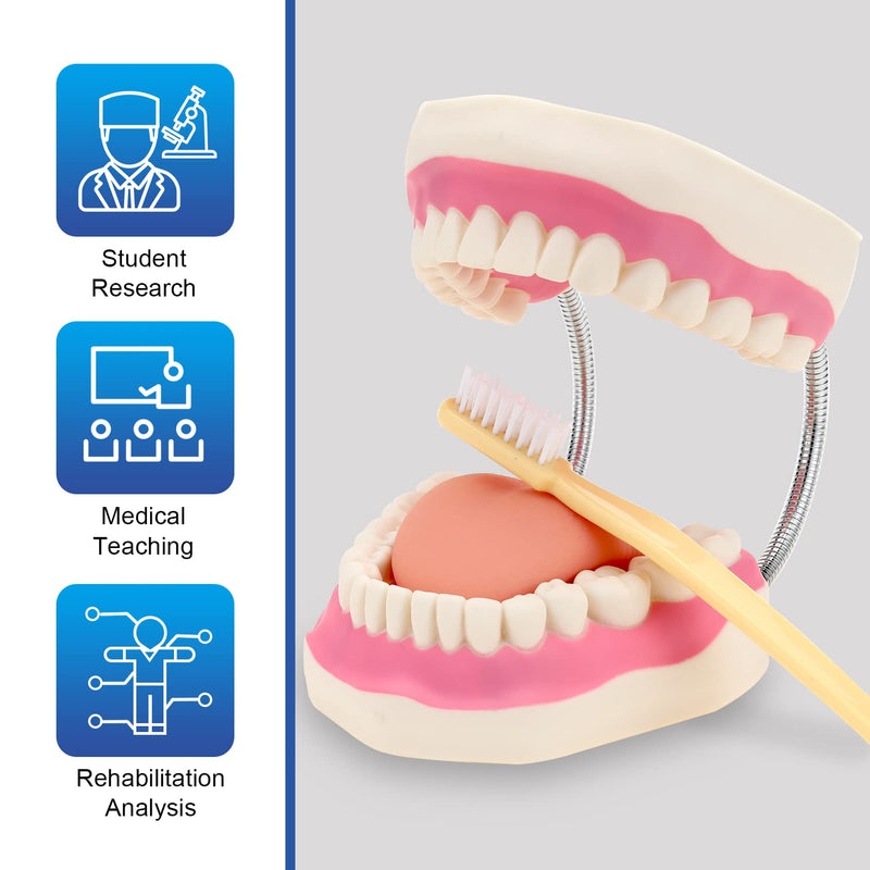 Giant Teeth Dental Demonstration Model 6x Enlarged With Toothbrush Teaching Aid