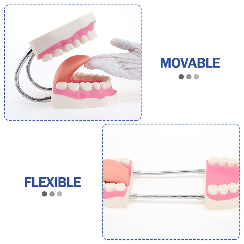 Giant Teeth Dental Demonstration Model 6x Enlarged With Toothbrush Teaching Aid