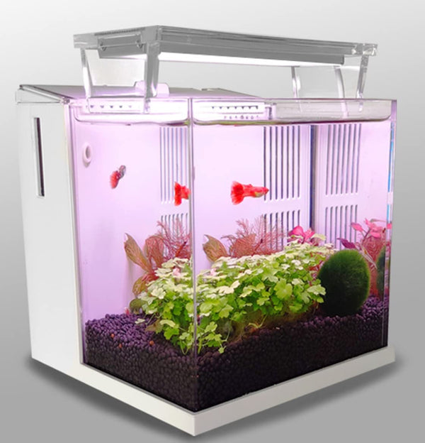 Qanvee Nano Aquarium with LED and Back-Filter 0.8-Gallon