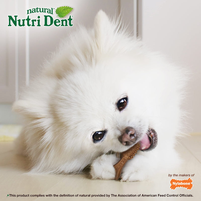 Nylabone Nutri Dent Dog Dental Filet Mignon Flavor Mini 160 Count Teeth Cleaner