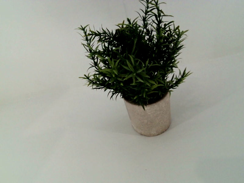 Velener Rosemary Plant Color Kelly Green Size No Size