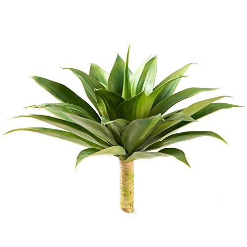 Velener Agave Color Kelly Green Size 28 Inches