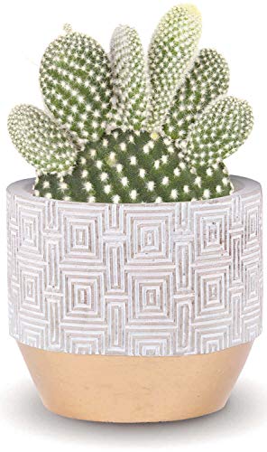 INSPIRELLA Timeless Modern Indoor Flower Pot – 4.9” Stunningly Detailed, Colorful Hand Glazed Cement Plant Pots for Indoor Outdoor Planting, Leak Proof Planter for Succulents and Flowers