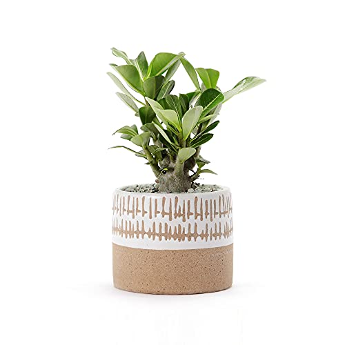 Kurrajong Farmhouse Cute Set of 3 Indoor pots - Small Planter pots with Two Planter Stands - Two pots are 5.75" high and one is 3.5" high