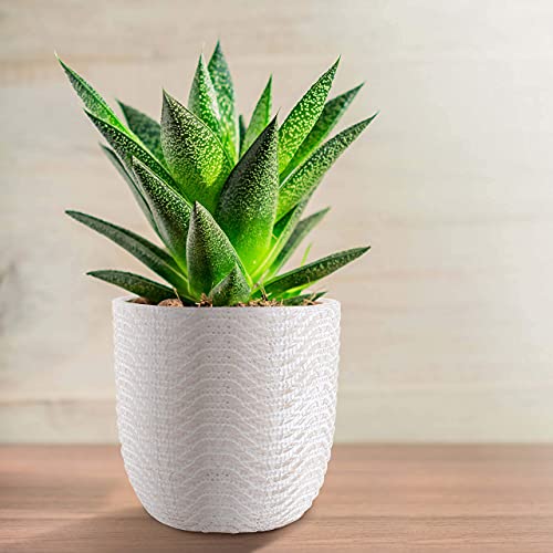 INSPIRELLA Timeless Plant Pots – 6.5" Stunningly Detailed Succulent Pots, Hand Glazed Ceramic Pots for Plants with Drainage, Leak Proof Small Pots for Plants for Indoor Outdoor Planting
