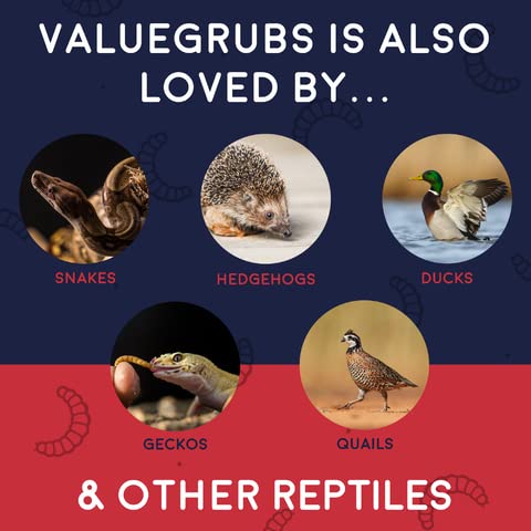 Value Grubs 4 lbs Better Than Dried Mealworms for Chickens Non-GMO 75X More Calcium Than Meal Worms