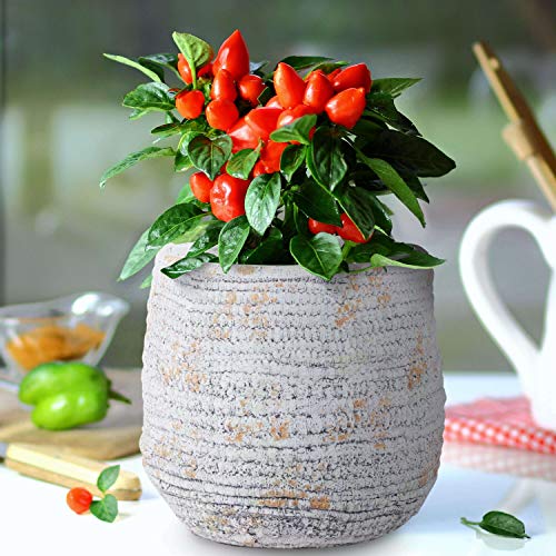 INSPIRELLA Timeless Modern Indoor Flower Pot – 6.5”