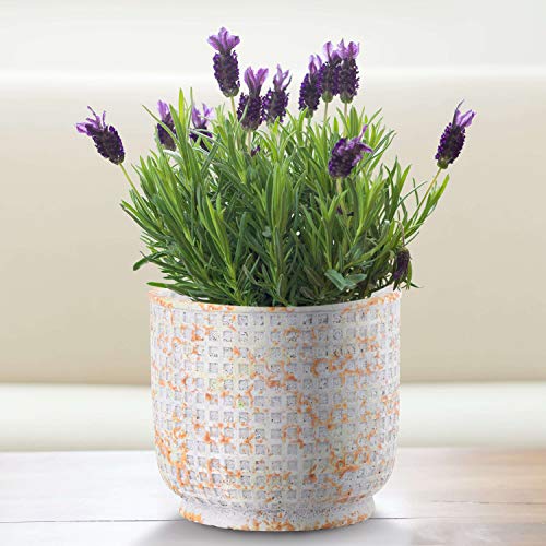 INSPIRELLA Timeless Modern Indoor Flower Pot 5.5 Inch