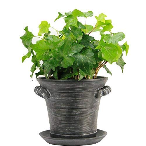 Window Garden Rustic Charm 6” Planter - Fine Home Décor Ceramic Indoor Decorative Pot. for or Herbs, Flowers, Succulents. Beautifully Packaged, Great Gift for Mom, Office, Holiday.
