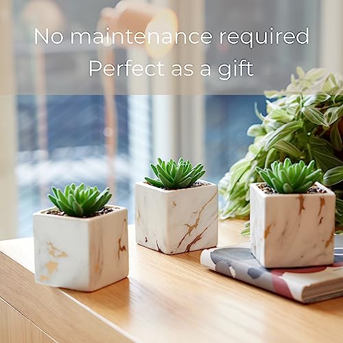 Nordik Square Marble Pots With Gold Vein Accents Mini Indoor Cactus