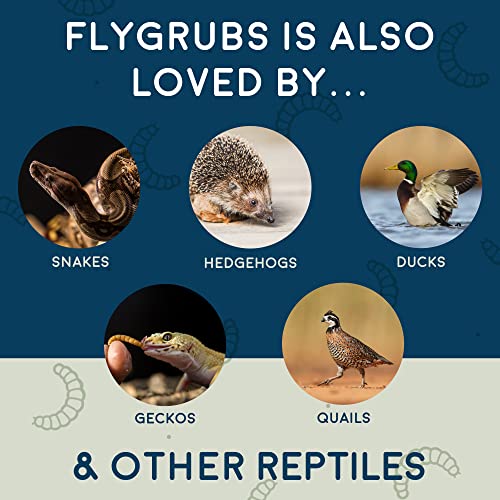 FLYGRUBS Superior to Dried Mealworms for Chickens (5lb) - 85X More Calcium Than Live mealworms - Non-GMO Chicken Feed - BSFL Treats for Hens, Ducks, Turkeys, Wild Birds, Turtles, Quails
