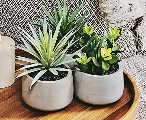 Kurrajong Farmhouse Faux Succulent in Pot Faux Plants Decor 7 x 4.5