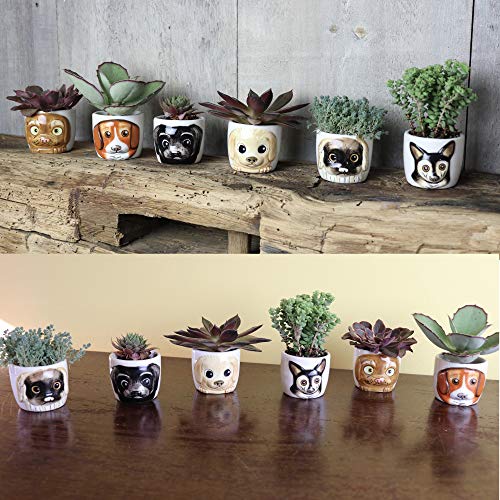 Window Garden Cat Planter Pot - 6 Mini Succulent Kitty Pots - Cute Flower Pots for Indoor Plants - Cat Decor Vase for Cactus, Herb - Cat, Cat Owner Gifts, Unique Gifts, Gift Set, Cat Gift