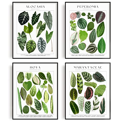 Potteur Plant Poster Set of 4 Wall Art UNFRAMED Green Plant Wall 11x14 Inch EDEN