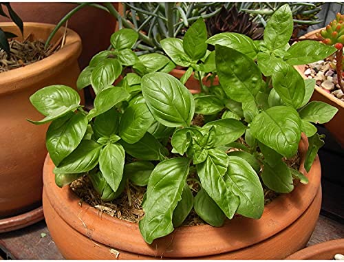 Window Garden - Basil Herb Kit - Grow Your Own Food. Germinate Seeds on Your Windowsill Then Move to a Patio Planter or Vegetable Patch Mini Greenhouse System Makes it Easy and Fun, Indoor Herb Garden