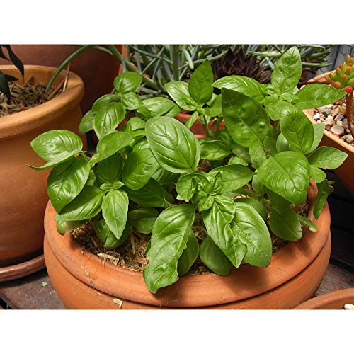 Window Garden Basil Herb Kit Grow Your Own Food Indoor Herb Garden