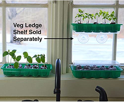 Window Garden - Basil Herb Kit - Grow Your Own Food. Germinate Seeds on Your Windowsill Then Move to a Patio Planter or Vegetable Patch Mini Greenhouse System Makes it Easy and Fun, Indoor Herb Garden
