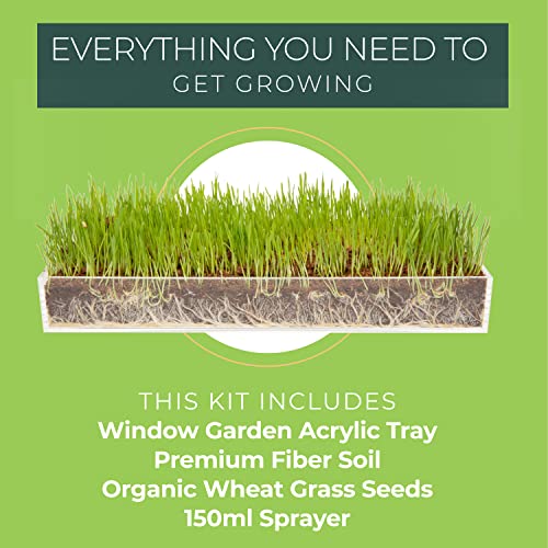 Window Garden Organic Wheatgrass Grow n Serve Kit– Plant an Amazing Wheat Grass Growing Kit Home Garden, Juice Healthy Shots, Great for Pets, Cats, Dogs. Complete with Stunning Tray