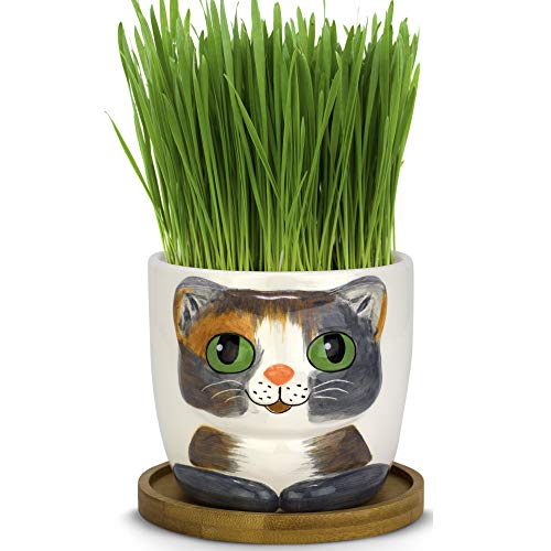 Window Garden Animal Planters - Large Kitty Pot (Barney) Purrfect for Indoor Live House Plants, Succulents, Flowers and Herbs, Super Cute Planter Gift for Cat Lovers, Office, Christmas.
