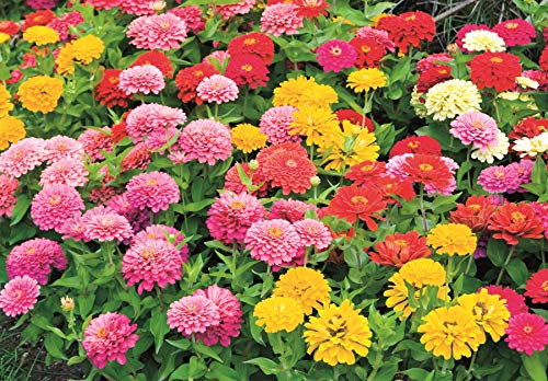 Zinnia Mix from Earth Science (2 lb), 3-in-1 Mix with Premium Wildflower Seed, Plant Food and Soil Conditioners, Non-GMO