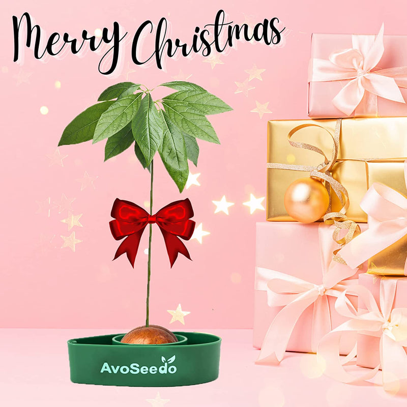 Avo Seedo-Grow Your Own Avocado Tree Green