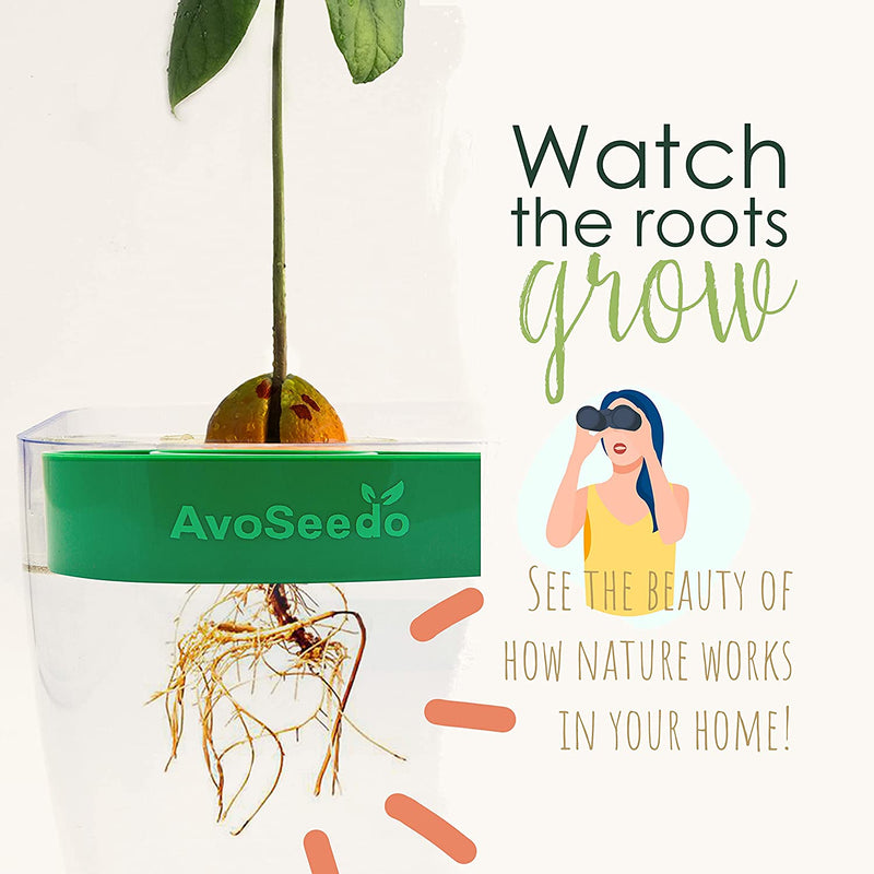 Avo Seedo-Grow Your Own Avocado Tree Green